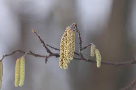 Attēlu rezultāti vaicājumam “Frangula alnus bud”
