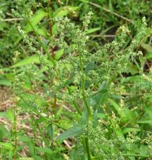 Attēlu rezultāti vaicājumam “Atriplex patula fruit”