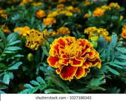 Attēlu rezultāti vaicājumam “Tagetes flower”