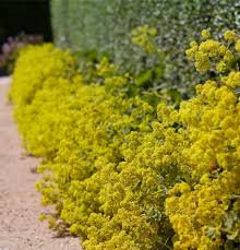 Image result for Frauenmantel