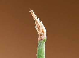 Attēlu rezultāti vaicājumam “Eleocharis uniglumis”