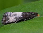 Attēlu rezultāti vaicājumam “Notocelia cynosbatella”