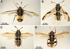 Attēlu rezultāti vaicājumam “Cimbicidae”
