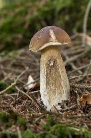 Attēlu rezultāti vaicājumam “Boletus edulis”