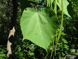 Attēlu rezultāti vaicājumam “Catalpa ovata leaf”