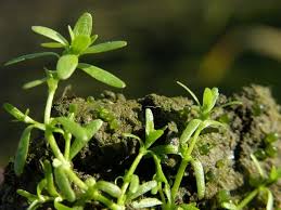 Attēlu rezultāti vaicājumam “Callitriche verna leaf”