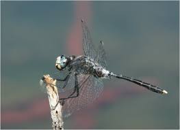 Attēlu rezultāti vaicājumam “Leucorrhinia albifrons”