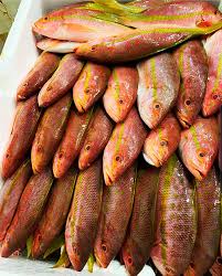 Image result for Lutjanus synagris