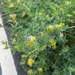 Attēlu rezultāti vaicājumam “Medicago x varia  flower”