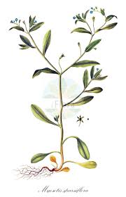 Attēlu rezultāti vaicājumam “Myosotis sparsiflora leaf”