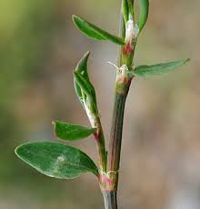 Attēlu rezultāti vaicājumam “Polygonum arenastrum flower”