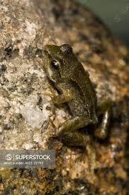 Attēlu rezultāti vaicājumam “Rana temporaria”