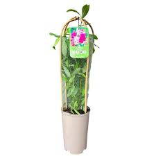 Attēlu rezultāti vaicājumam “Lathyrus latifolius fruit”