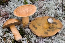 Attēlu rezultāti vaicājumam “Suillus variegatus”