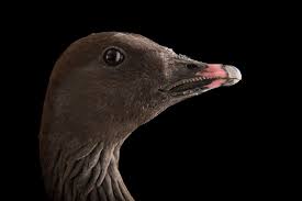 Attēlu rezultāti vaicājumam “Anser brachyrhynchus”