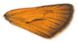 Attēlu rezultāti vaicājumam “Thymelicus sylvestris male”