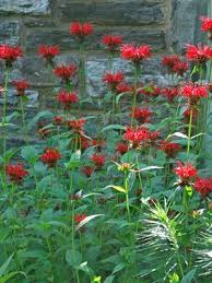 Image result for Monarda didyma