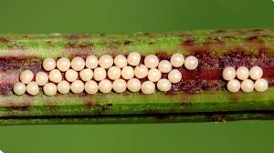 Attēlu rezultāti vaicājumam “Phragmatobia fuliginosa larva”