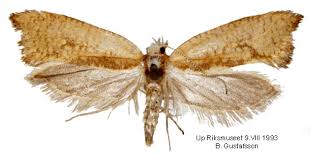 Attēlu rezultāti vaicājumam “Ypsolophidae”