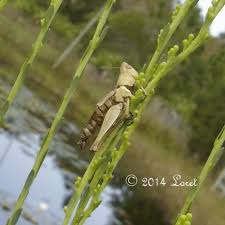 Attēlu rezultāti vaicājumam “Entomophaga grylli”