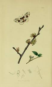 Attēlu rezultāti vaicājumam “Abraxas sylvata imago”