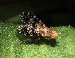 Attēlu rezultāti vaicājumam “Trypetoptera punctulata”