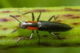 Attēlu rezultāti vaicājumam “Erotylidae”