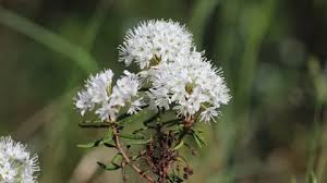 Attēlu rezultāti vaicājumam “Ledum palustre”