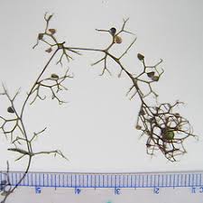 Attēlu rezultāti vaicājumam “Utricularia minor flower”