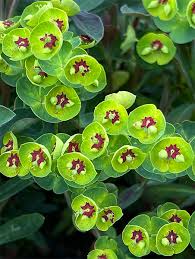 Attēlu rezultāti vaicājumam “Cribraria martinii”