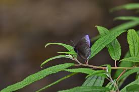 Attēlu rezultāti vaicājumam “Melitaea cinxia upperside”