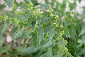 Attēlu rezultāti vaicājumam “Chenopodiaceae”
