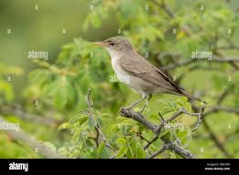 Image result for Hippolais olivetorum