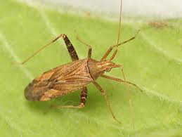 Attēlu rezultāti vaicājumam “Phytocoris sp.”