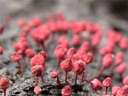 Attēlu rezultāti vaicājumam “Arcyria denudata”