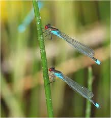 Attēlu rezultāti vaicājumam “Erythromma najas”