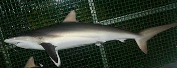 Image result for Carcharhinus falciformis