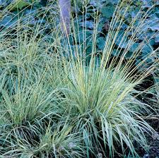 Attēlu rezultāti vaicājumam “Molinia caerulea fruit”