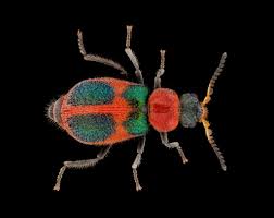 Attēlu rezultāti vaicājumam “Malachidae”