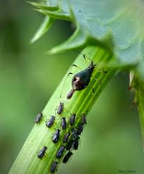 Attēlu rezultāti vaicājumam “Uroleucon cirsii”