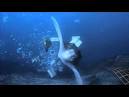 A Turtle S Tale Sammy S Adventures