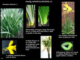 Attēlu rezultāti vaicājumam “Narcissus leaf”