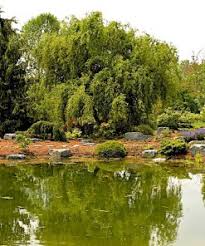 Attēlu rezultāti vaicājumam “Salix daphnoides subsp. acutifolia”