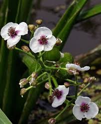 Attēlu rezultāti vaicājumam “Sagittaria sagittifolia”