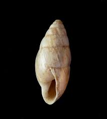 Attēlu rezultāti vaicājumam “Ena montana”