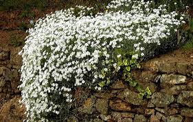 Attēlu rezultāti vaicājumam “Enteridium corticatum sessile”