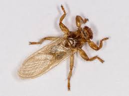 Attēlu rezultāti vaicājumam “Lipoptena cervi”