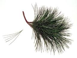 Attēlu rezultāti vaicājumam “Pinus sibirica”