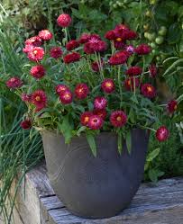 Image result for Helichrysum bracteatum