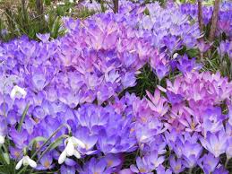 Attēlu rezultāti vaicājumam “Crocus tommasinianus flower”